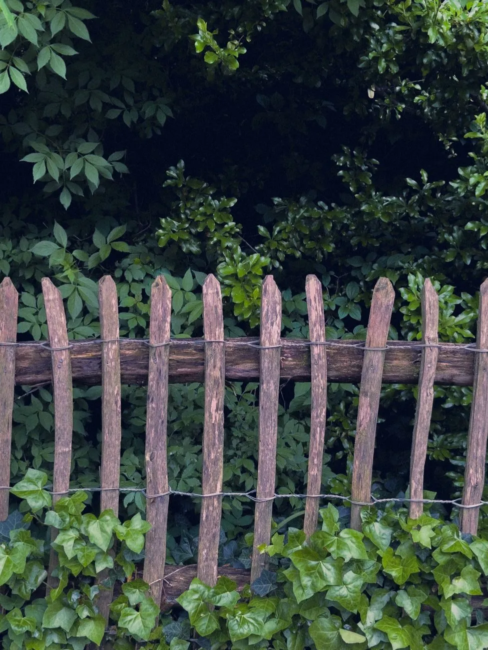A cleft chestnut paling fence wired together, ivy growing through it