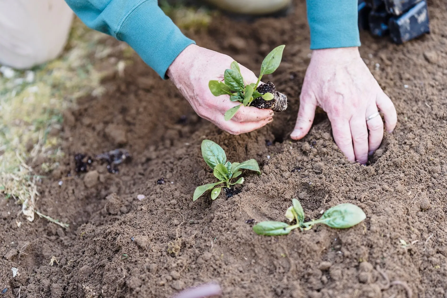 Hands firming young plants into freshly dug soil