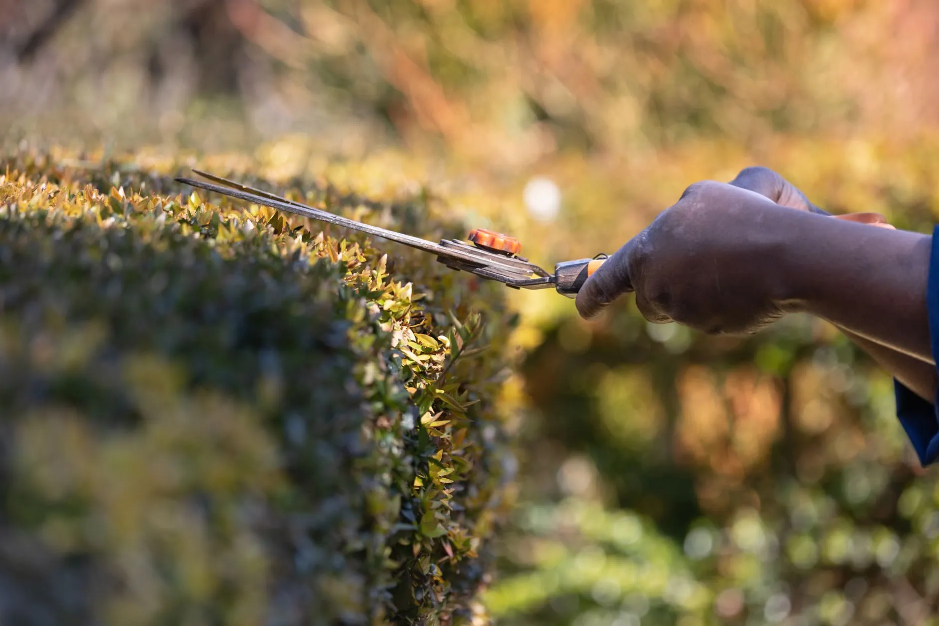 A gardener's hands trimming a clipped hedge with shears, autumn colour behind