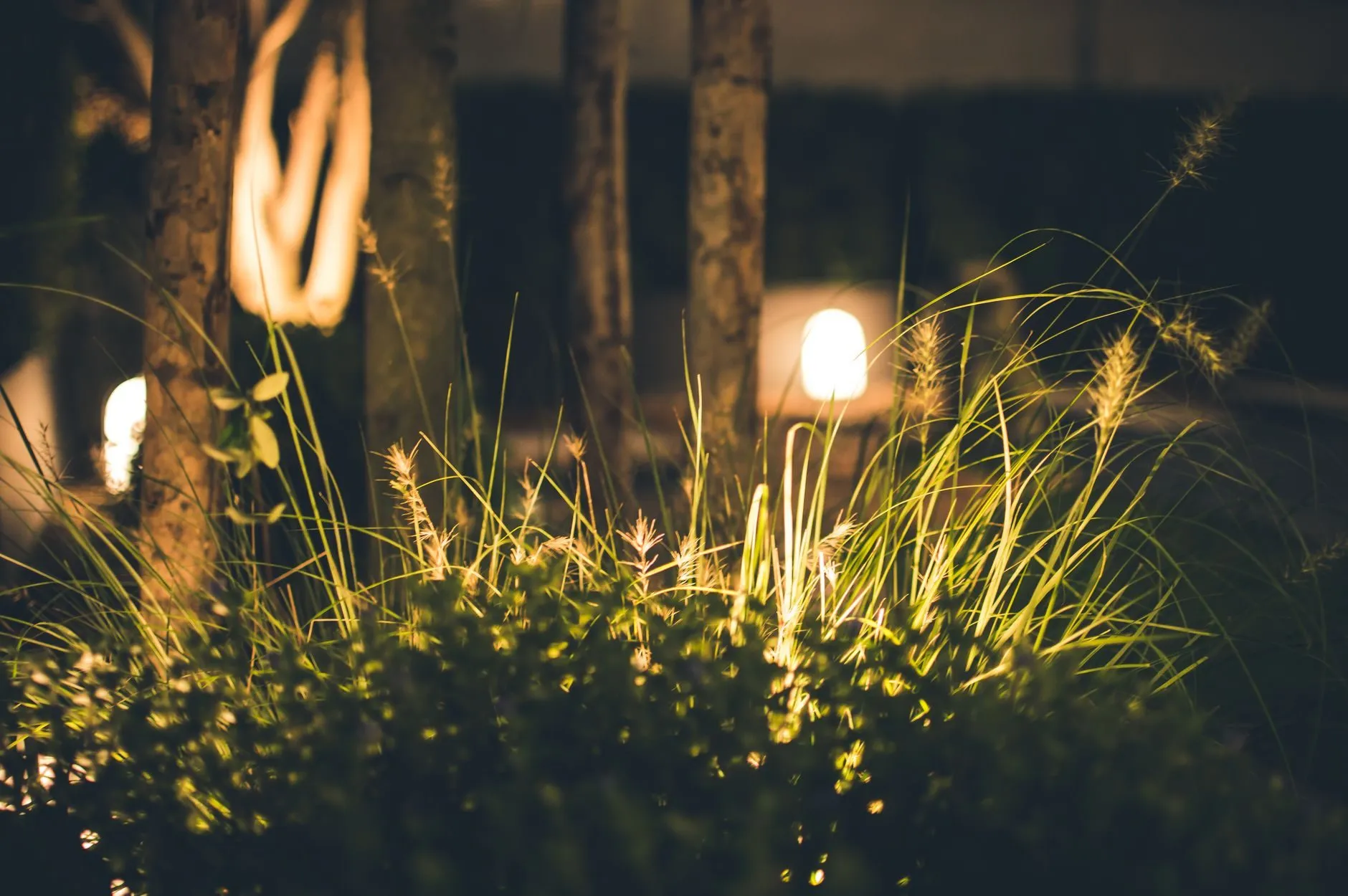 Ornamental grasses lit from below at night, warm lights among the trees