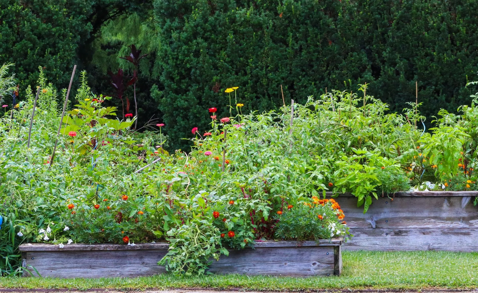 Raised timber beds full of vegetables and flowers against a hedge