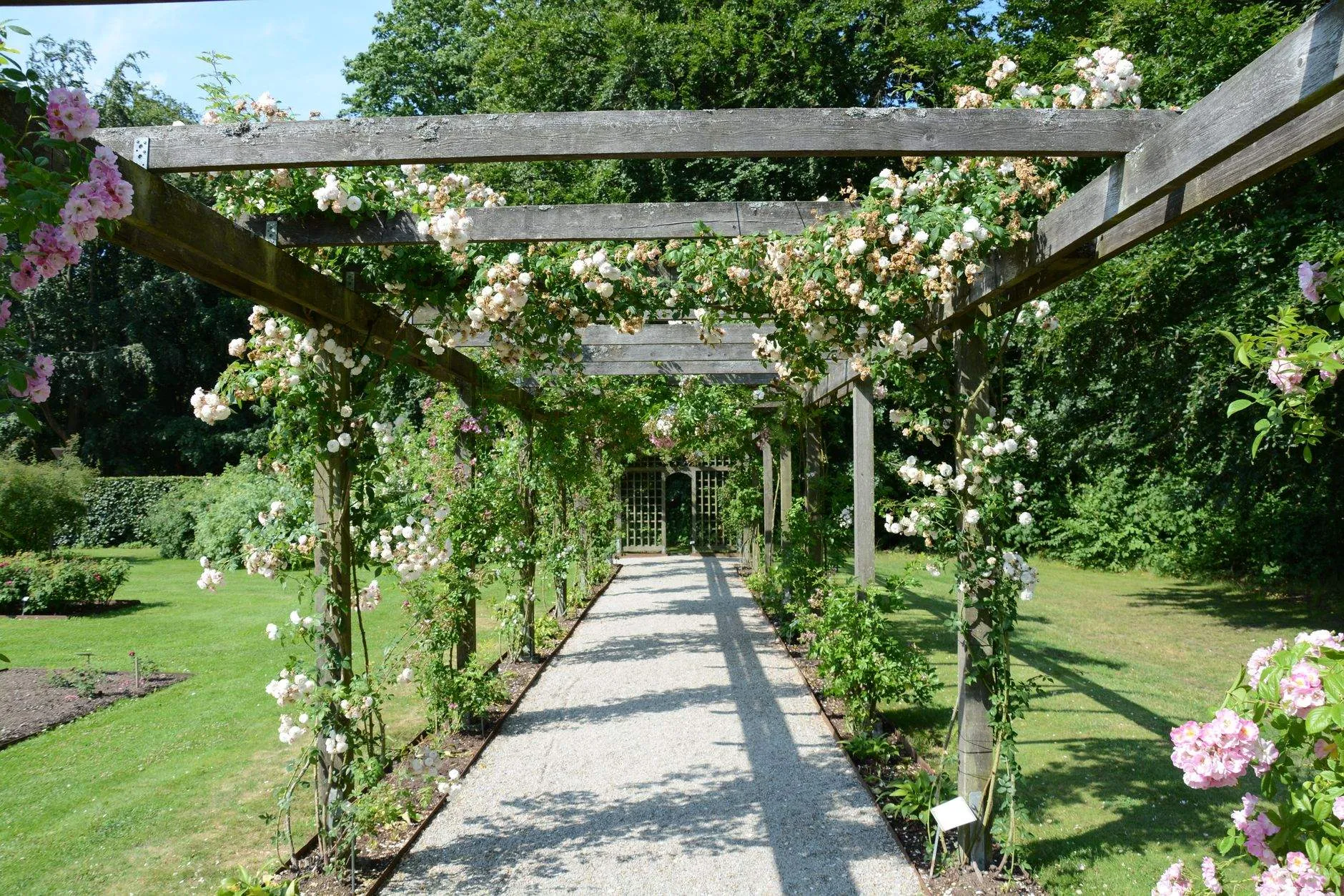 A timber pergola covered in pale climbing roses over a gravel walk