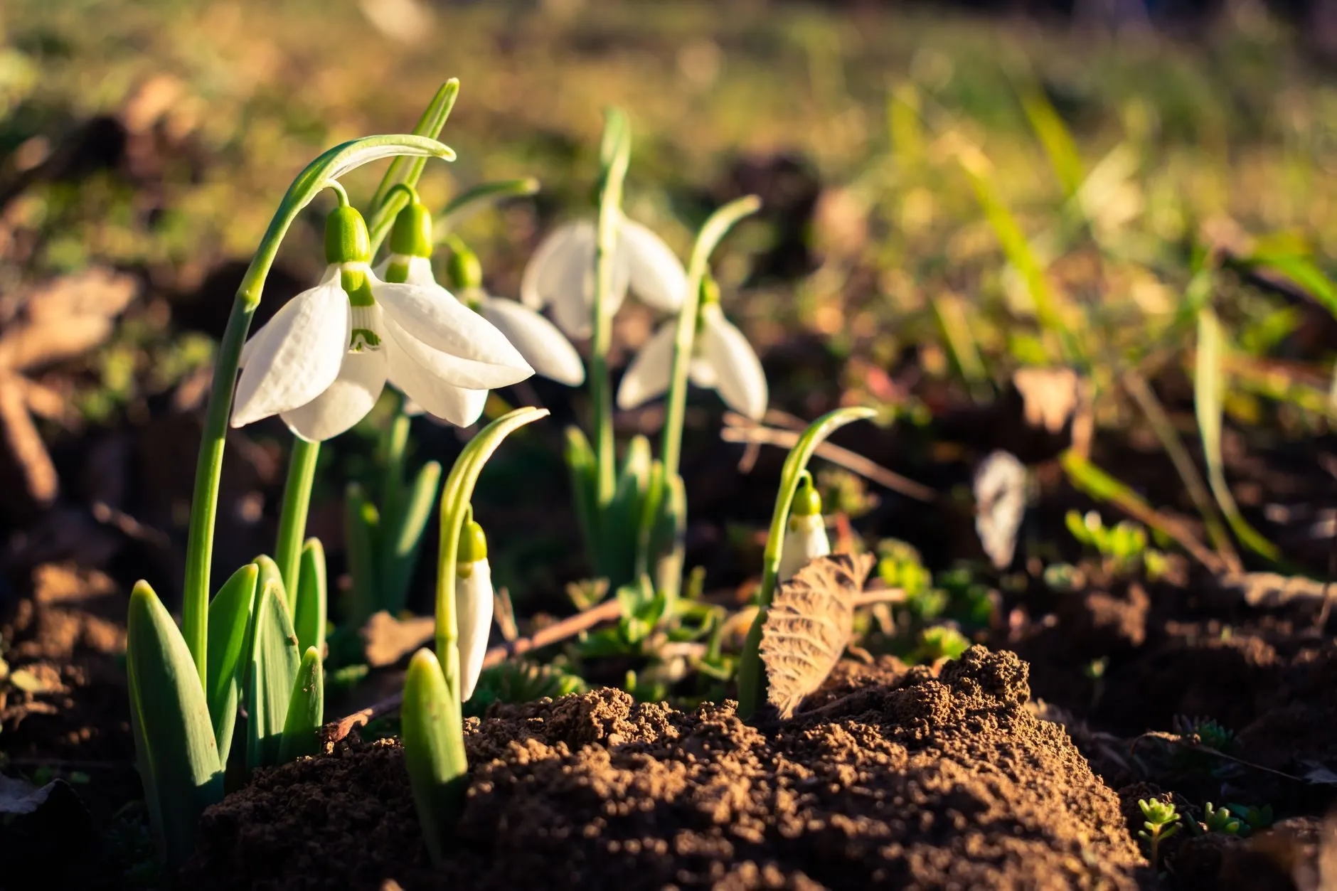 Snowdrops coming up through dark soil in late winter sun