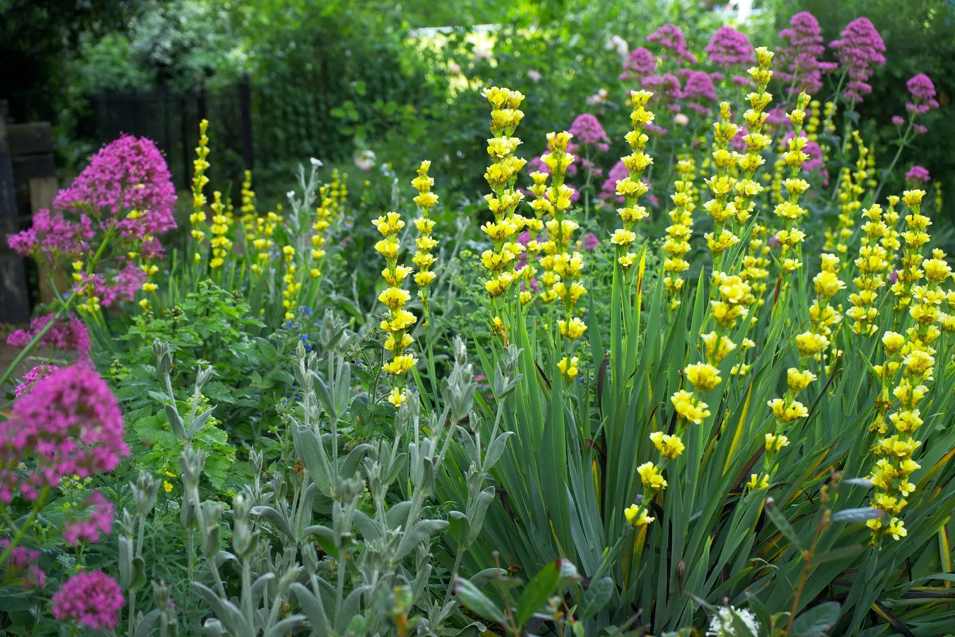 A mixed summer border of yellow and magenta perennials with silver foliage