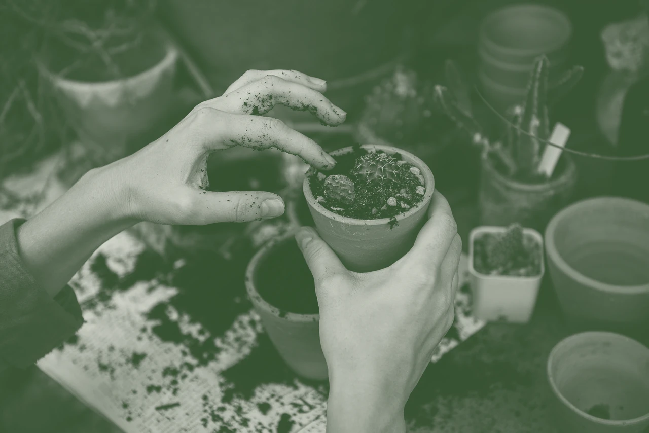 Hands planting out young stock into prepared ground
