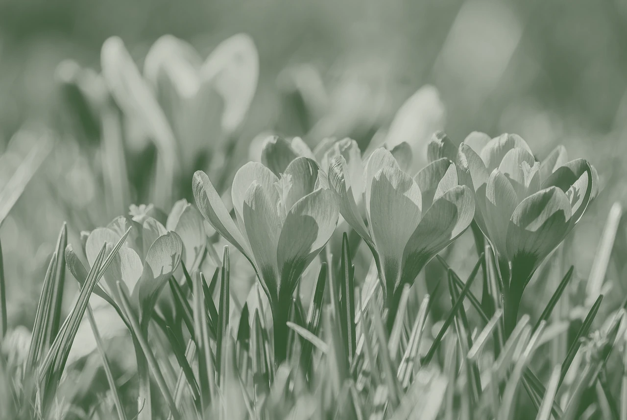 Snowdrops and low woodland planting beneath bare trees