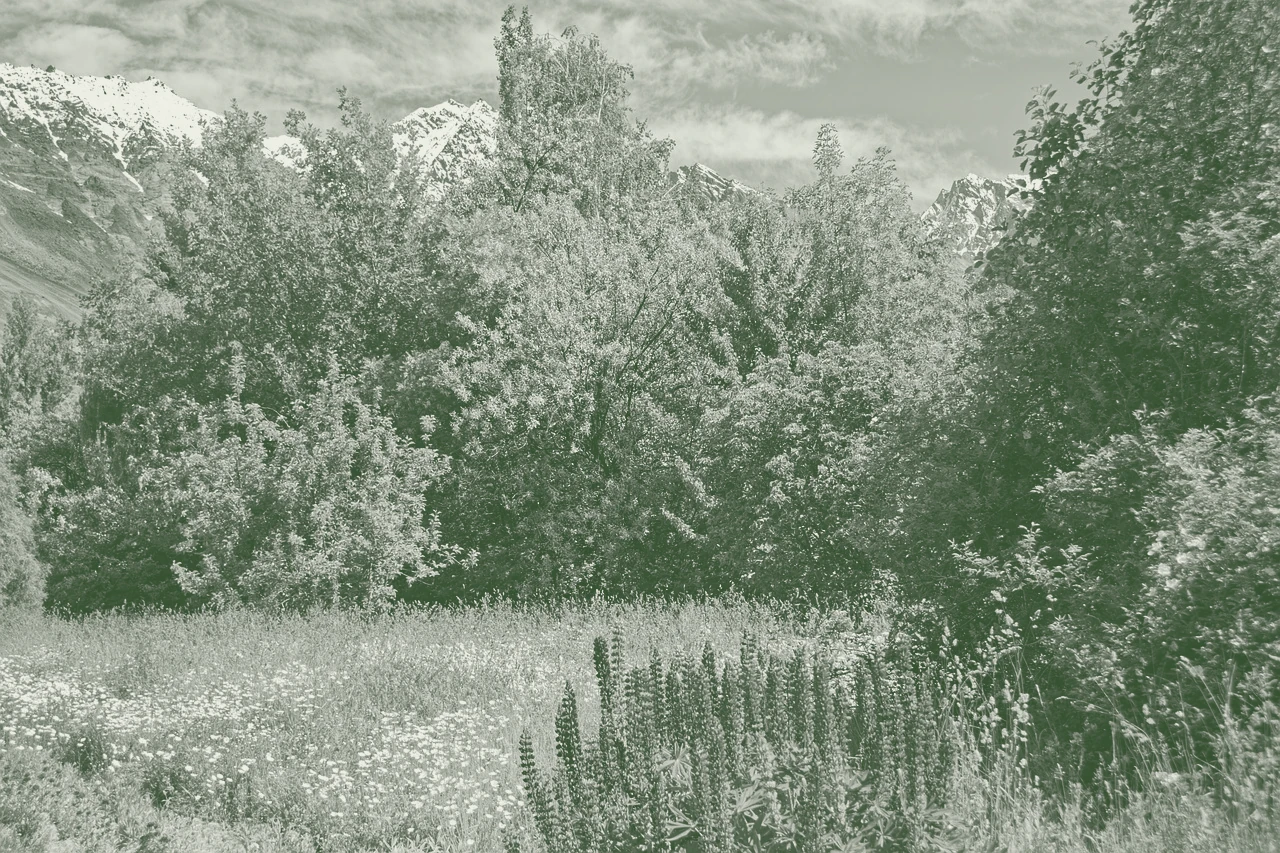 A deep planted border rising in layers from meadow to canopy